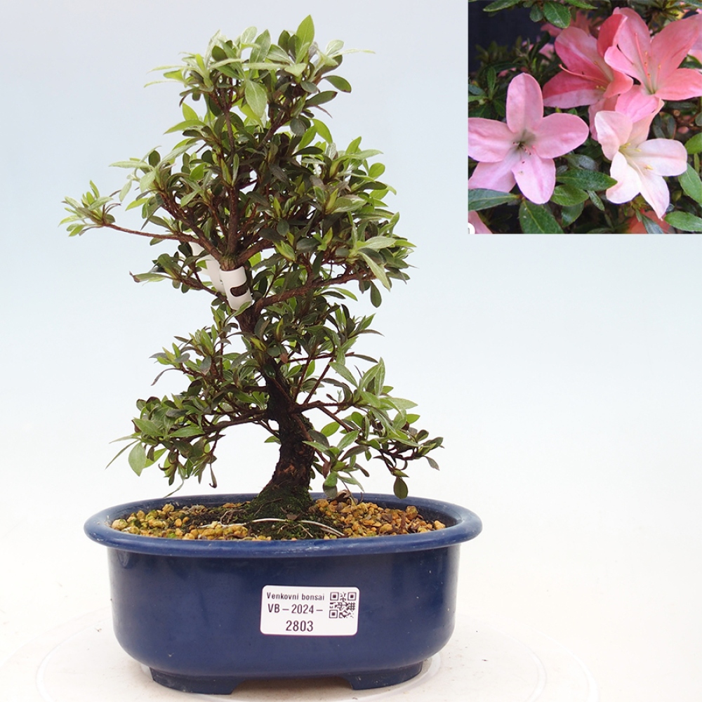 Bonsai im Freien - Japanische Azalee - Azalea Nikko