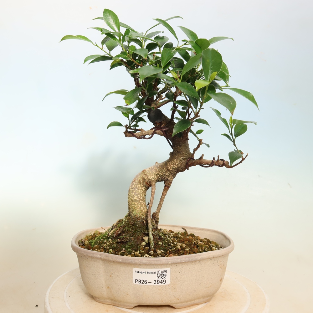 Zimmerbonsai - Ficus kimmen - Kleinblättriger Ficus