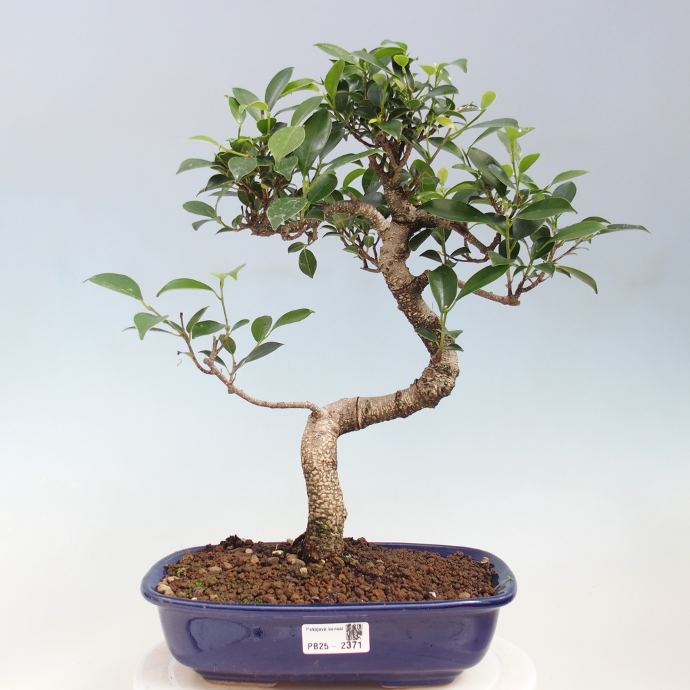 Indoor-Bonsai - Ficus kimmen - kleinblättriger Ficus