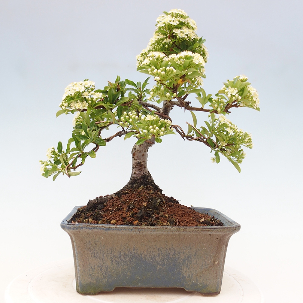 Outdoor Bonsai-Pyracanta Teton -Bäckerei