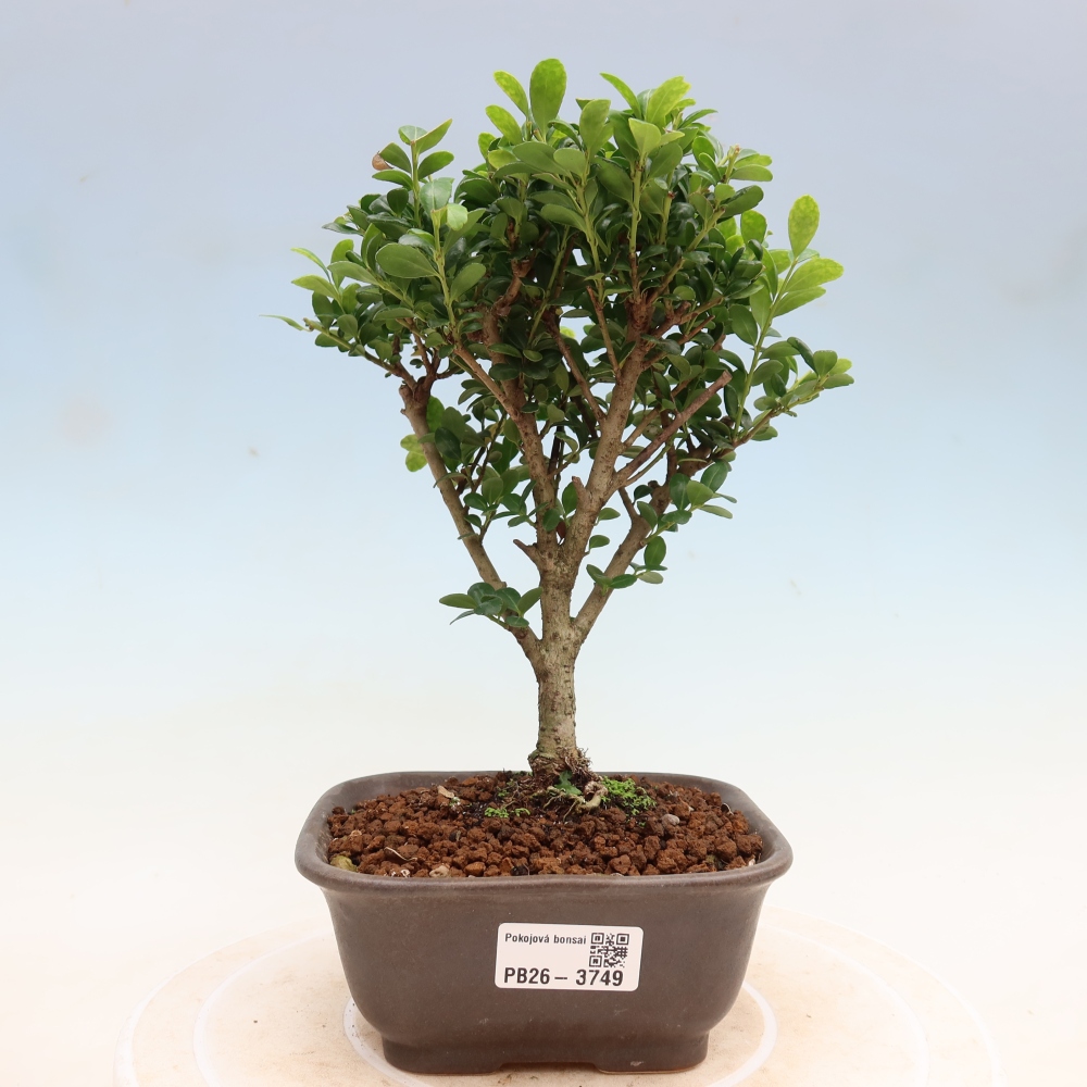 Zimmer Bonsai - Ilex crenata - Stechpalme