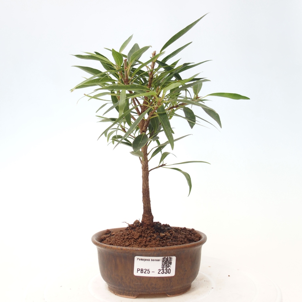 Zimmerbonsai - Ficus nerifolia - kleinblättriger Ficus