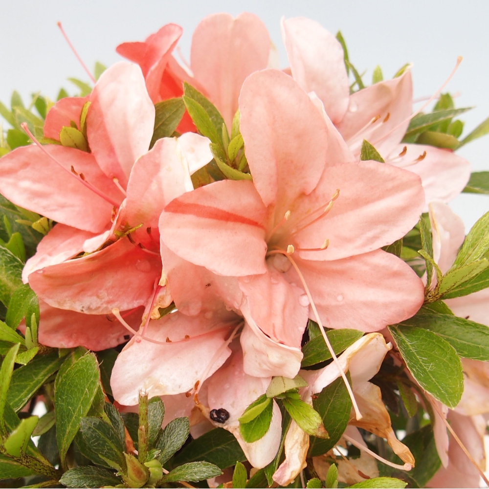 Bonsai im Freien - Japanische Azalee - Azalea Nikko