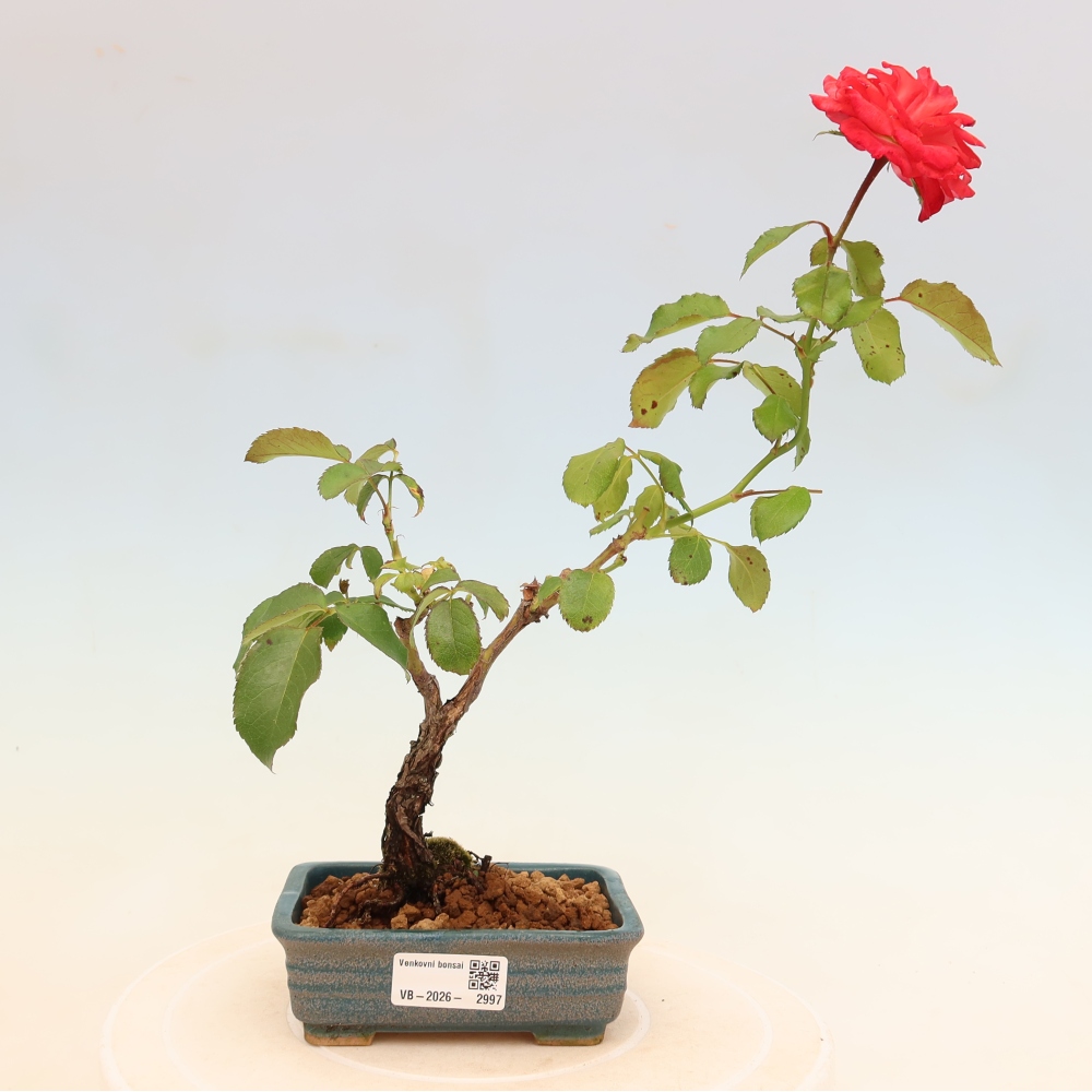 Bonsai für draußen - Rosa Kordes - Rose