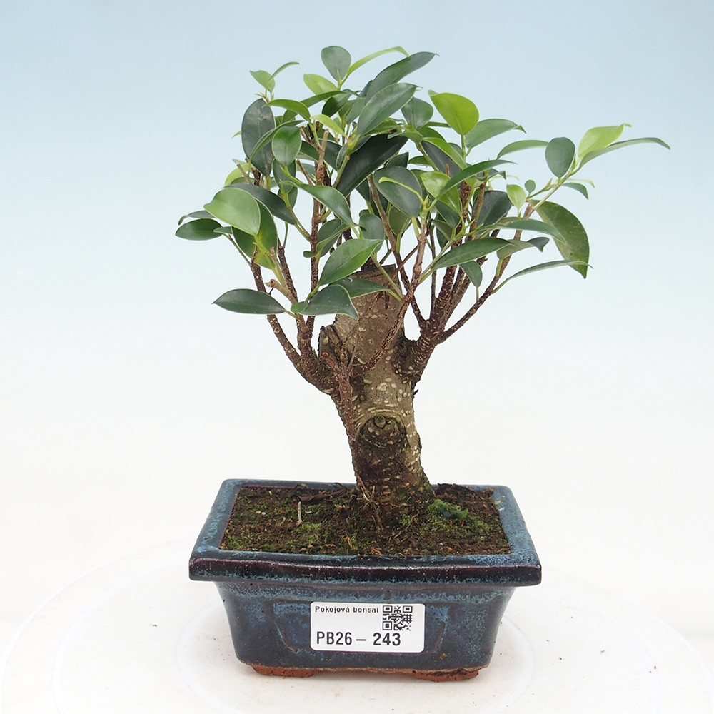 Zimmer Bonsai Ficus retusa kimmen
