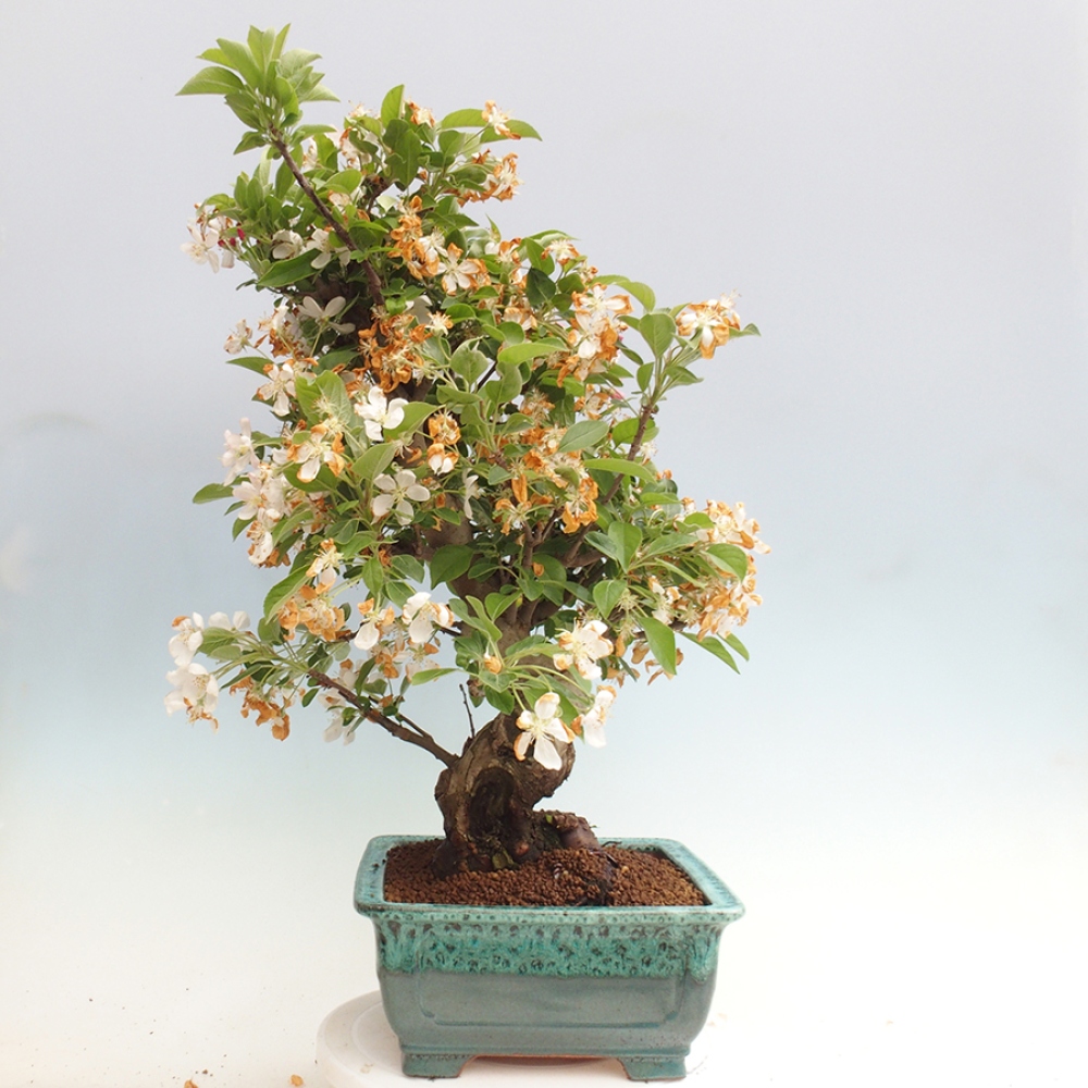Bonsai im Freien - Malus halliana - Kleinfruchtiger Apfelbaum