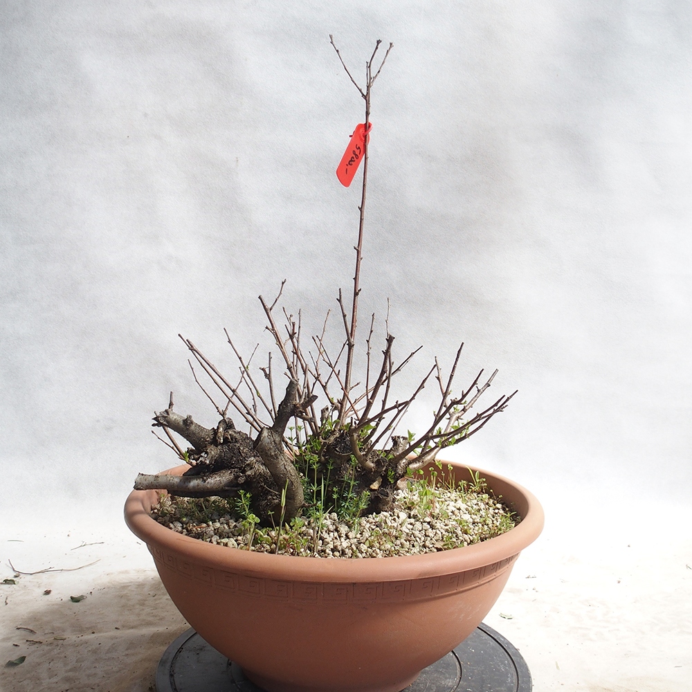 Outdoor Bonsai -Mahalebka - Prunus Mahaleb