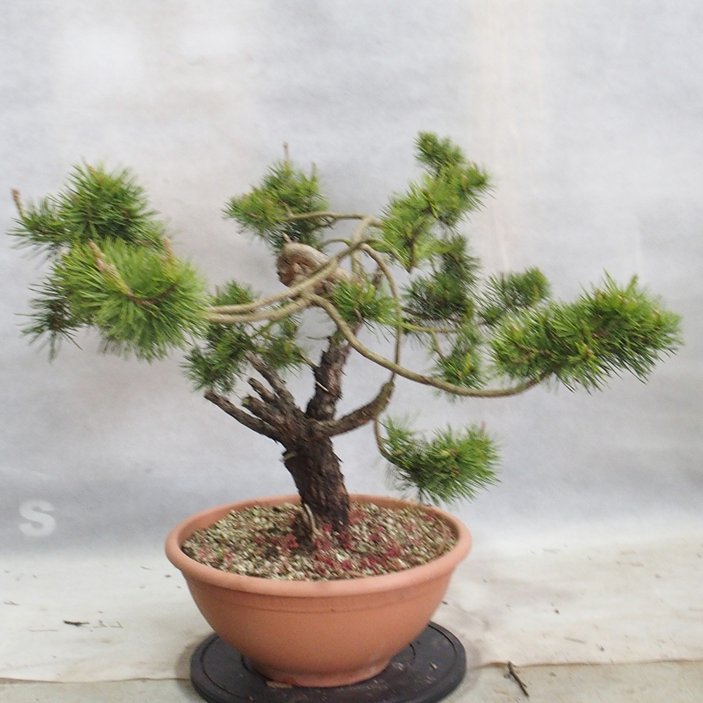 Yamadori - Pinus sylvestris 