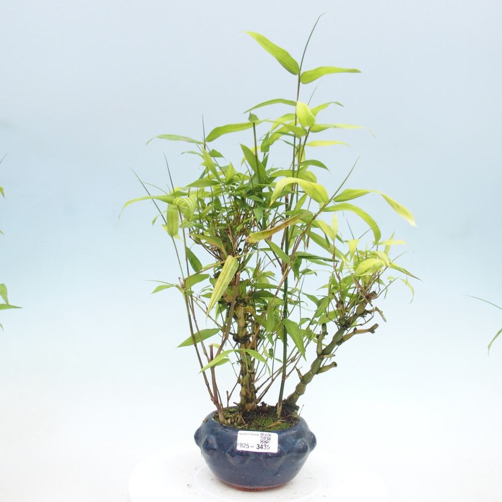 Zimmer Bonsai - Bambus budha-Bambus budha bauch