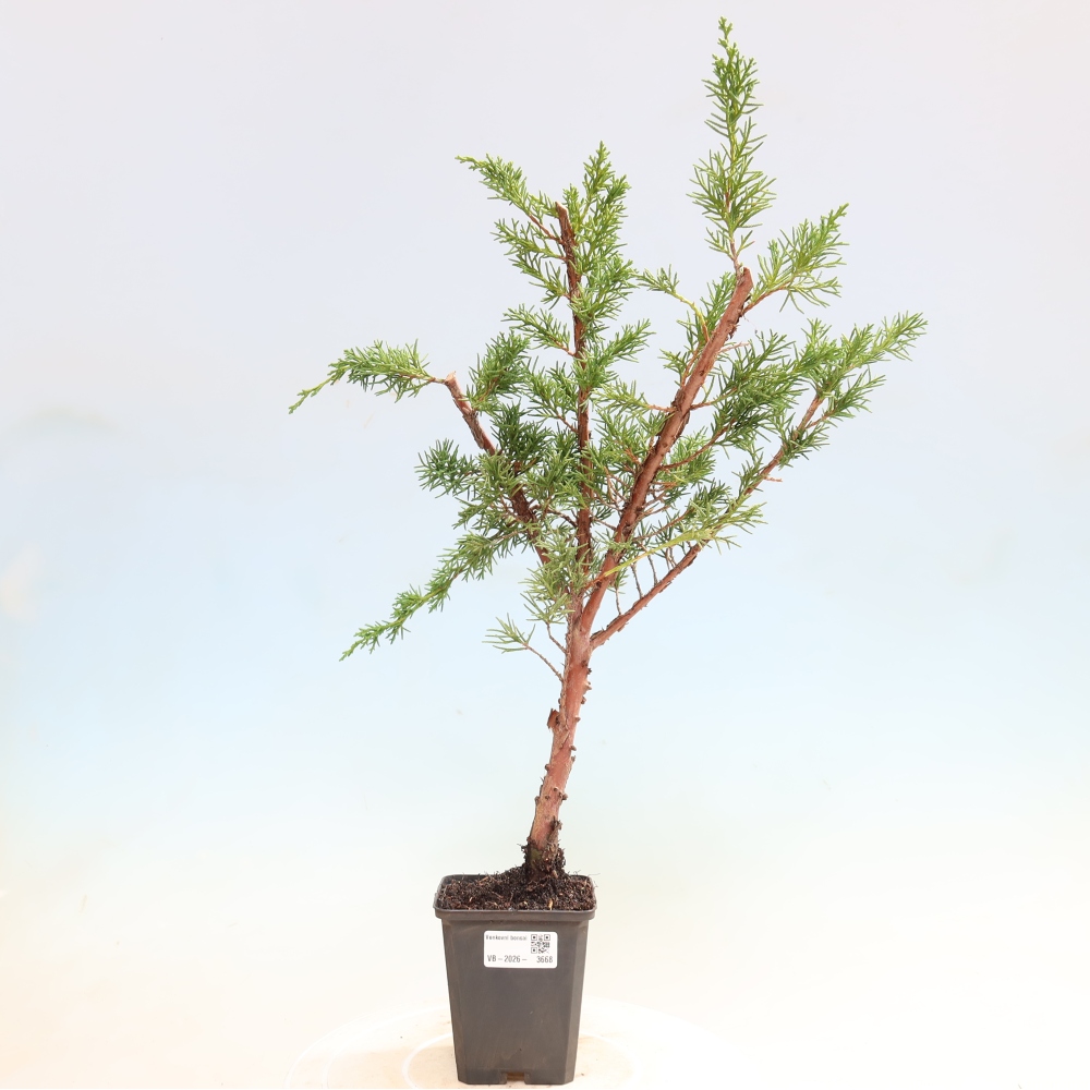 Bonsai für draußen - Juniperus chinensis Kishu