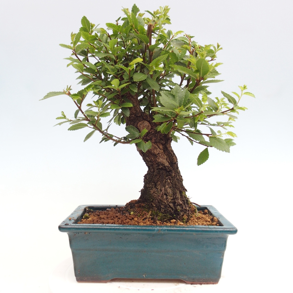 Bonsai im Freien - Zelkova - Zelkova NIRE