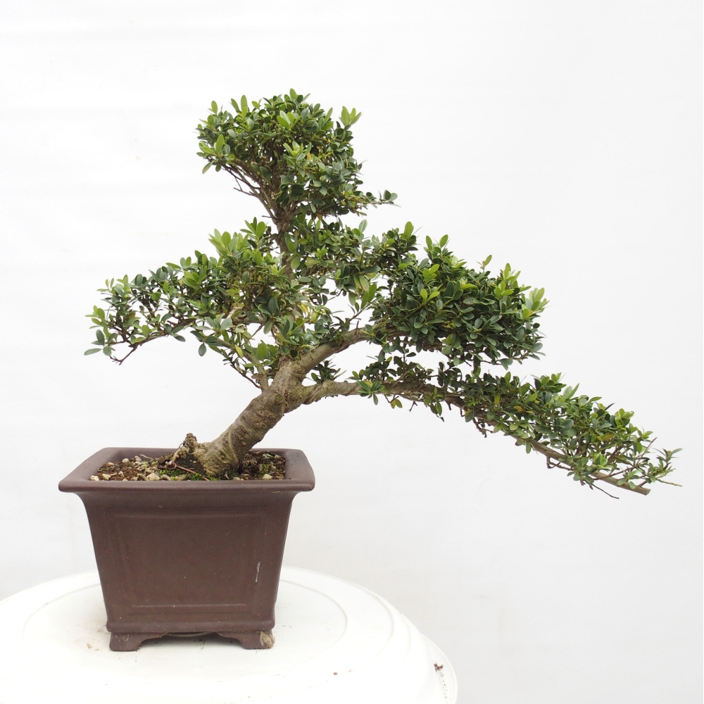Zimmerbonsai - Ilex crenata - Holly