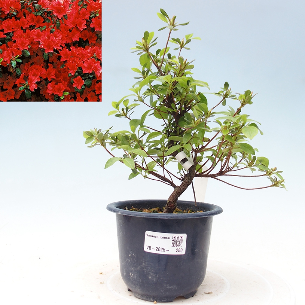 Bonsai im Freien - Japanische Azalee - Azalea Benibeni