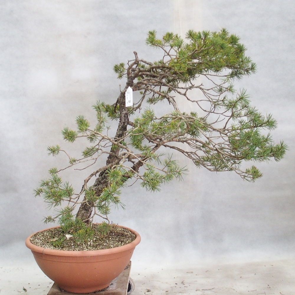Yamadori - Pinus sylvestris 