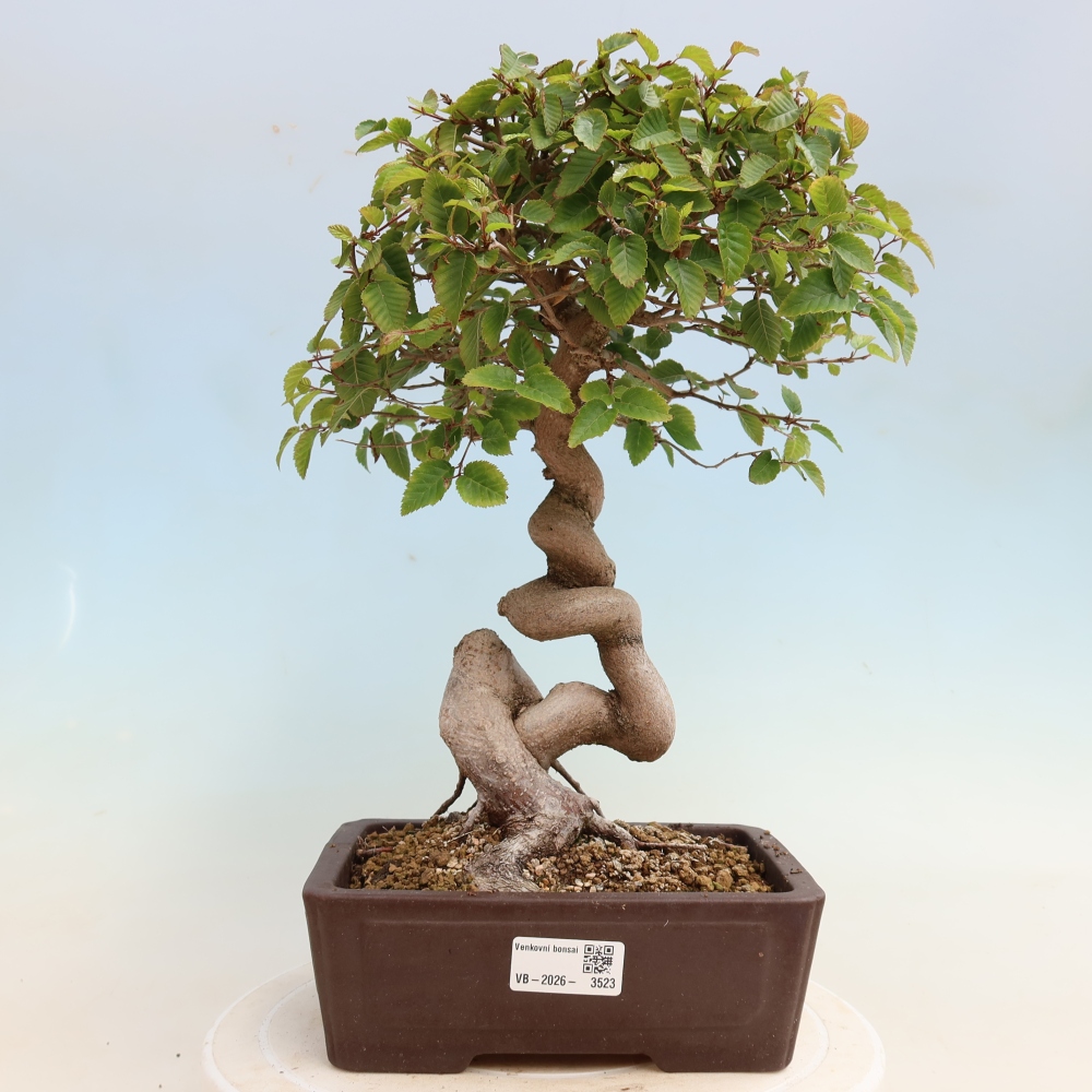 Bonsai für draußen -Carpinus CARPINOIDES - Koreanische Hainbuche