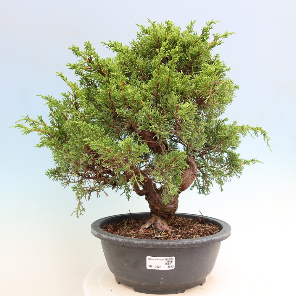 Bonsai für draußen - Juniperus chinensis Itoigawa-Juniperus chinensis
