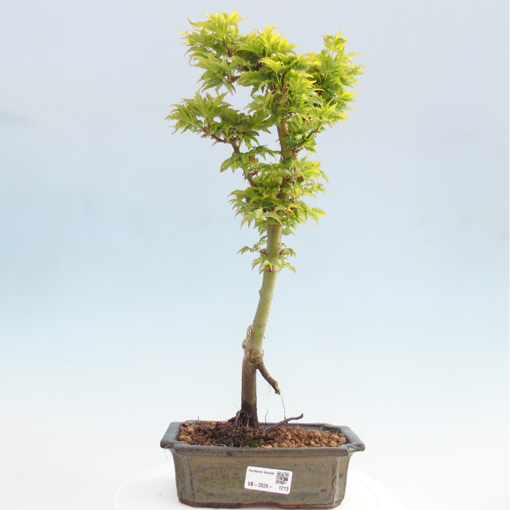 Bonsai für draußen -Javor-Palme Acer palmatum Shishigashira