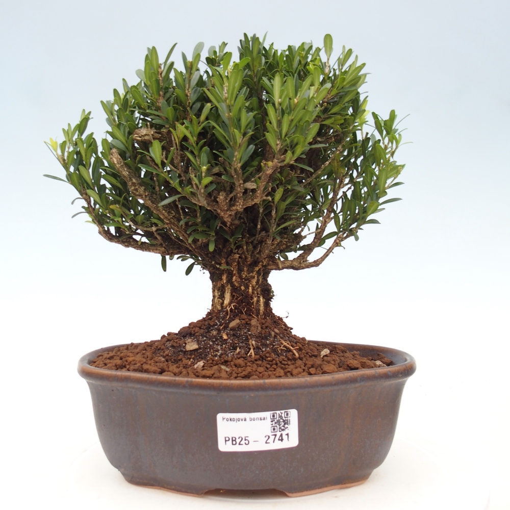 Innenbonsai - Buxus harlandii - Korkbuchsbaum