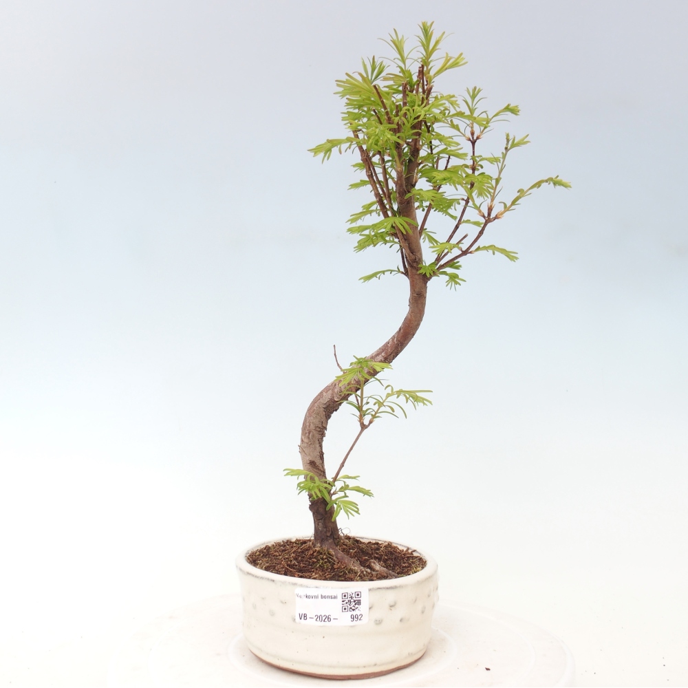 Bonsai für draußen - Metasequoia glyptostroboides - Chinesische Metasequoia