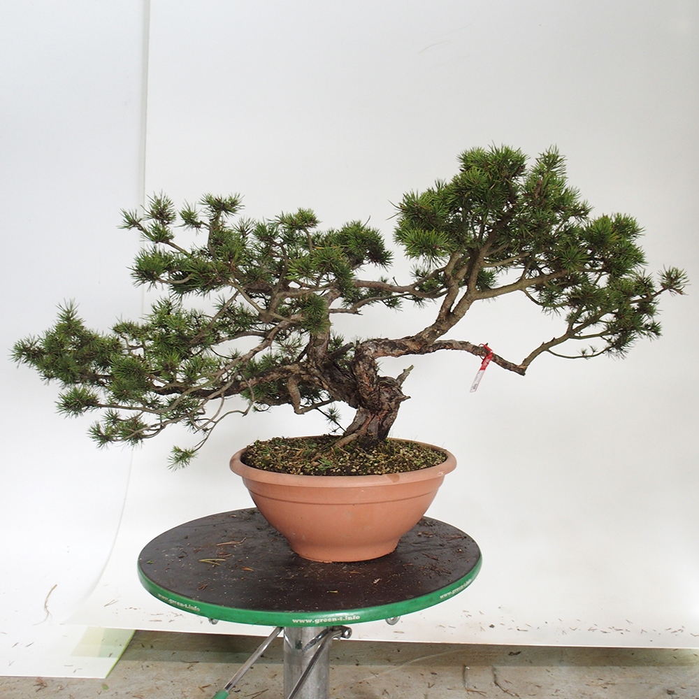 Yamadori - Pinus sylvestris Spanien