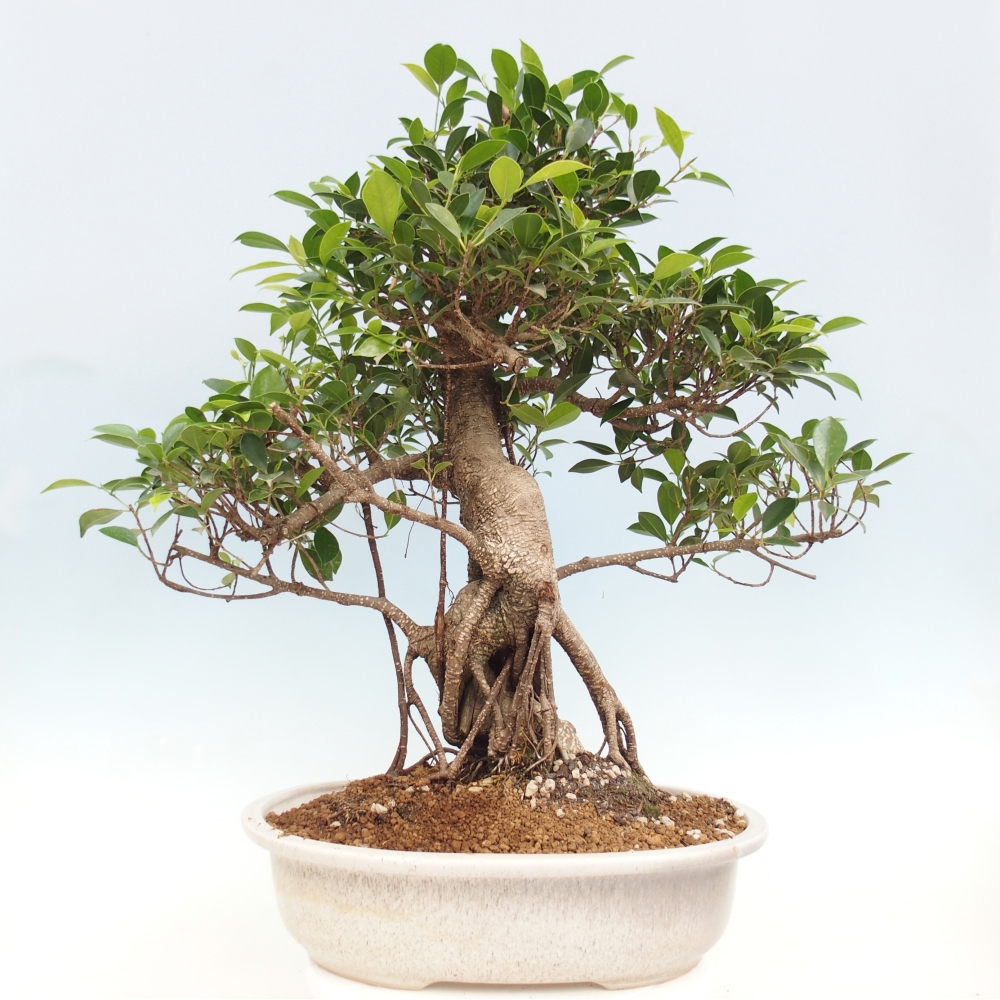Zimmerbonsai - Ficus kimmen - kleinblättriger Ficus - NUR PERSÖNLICHE ABHOLUNG oder Palettentransport