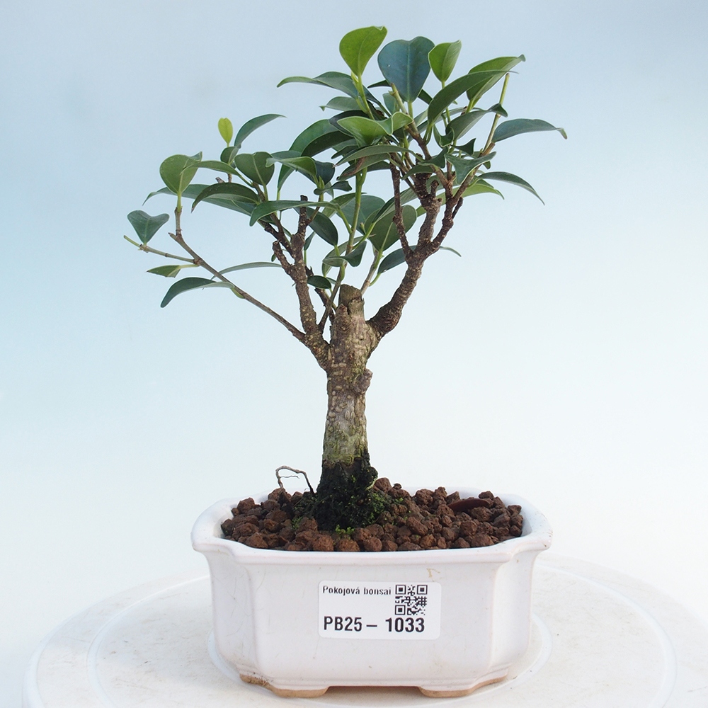 Zimmerbonsai - Kleinblättriger Ficus - Ficus kimmen