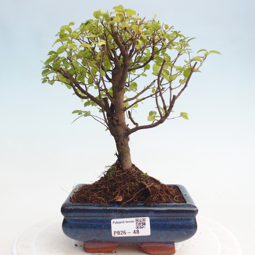 Zimmer Bonsai - Sageretia thea - Sageretia thea