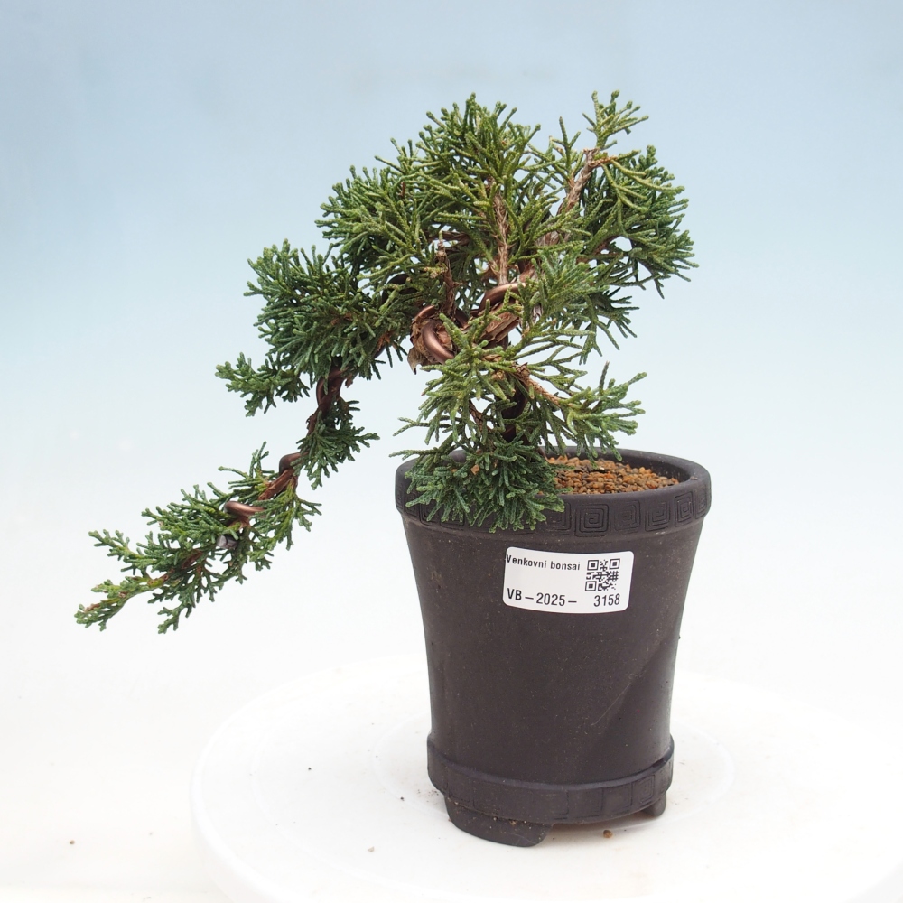 Bonsai im Freien - Juniperus chinensis Kishu - Chinesischer Wacholder