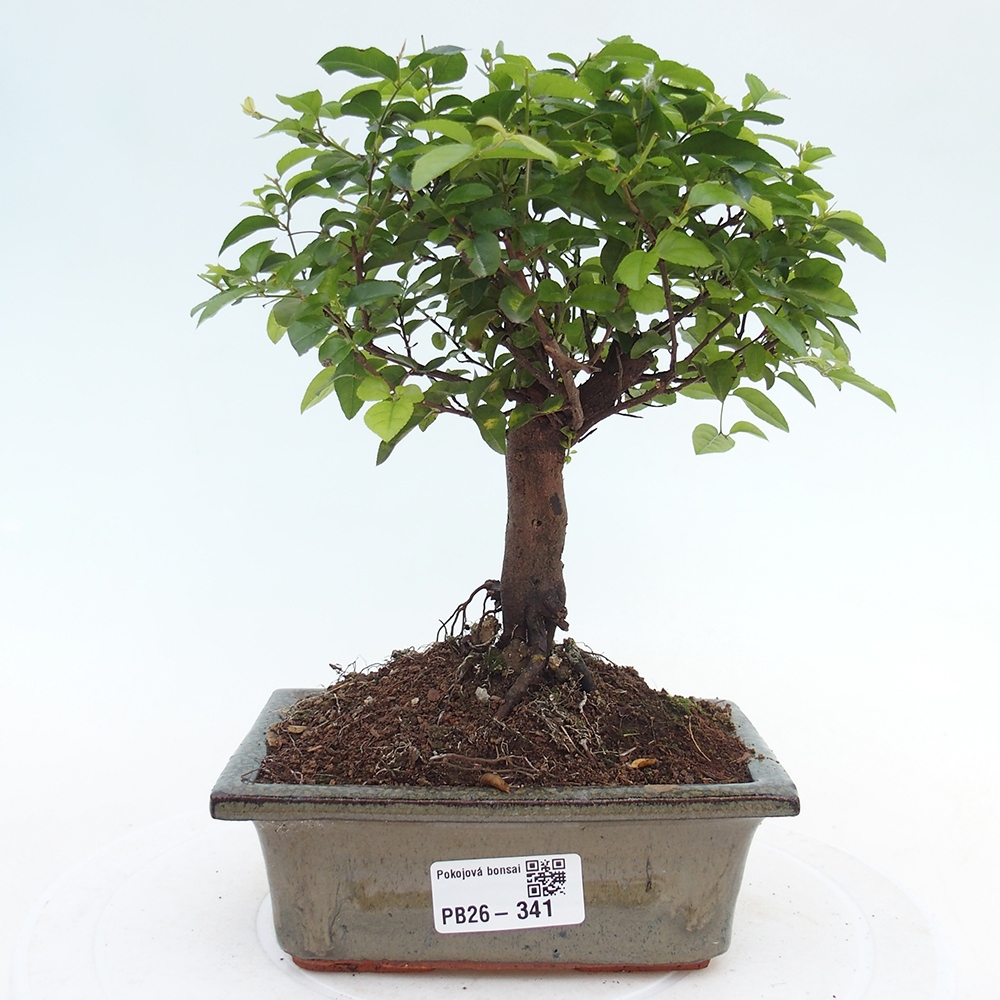 Zimmer Bonsai - Sageretia thea - Sageretia thea