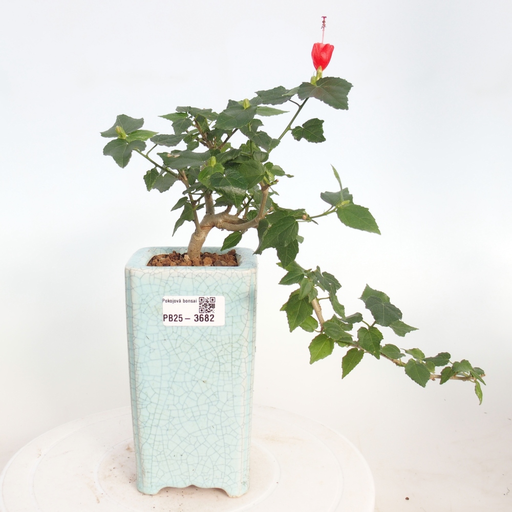 Zimmerbonsai - Malvaviscus arboreus