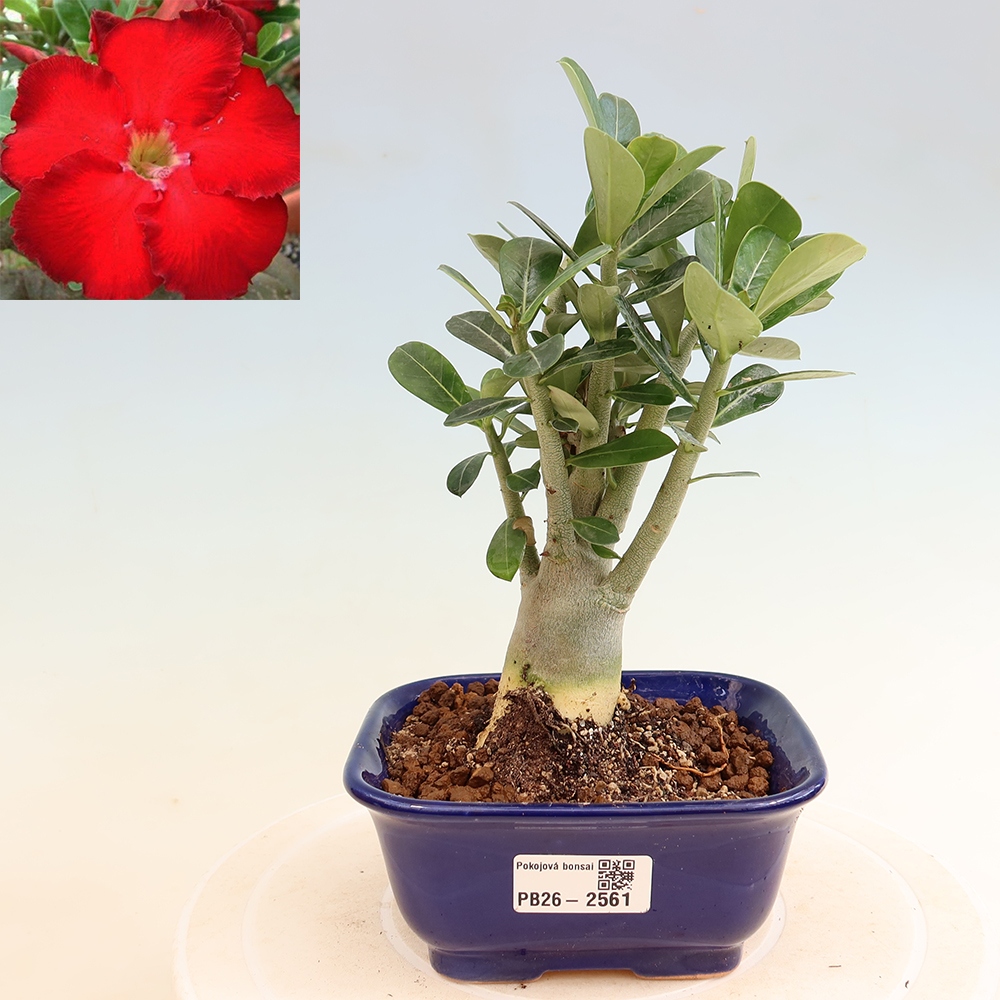 Zimmerbonsai – Adenium obesum „Red Star“ – Wüstenrose