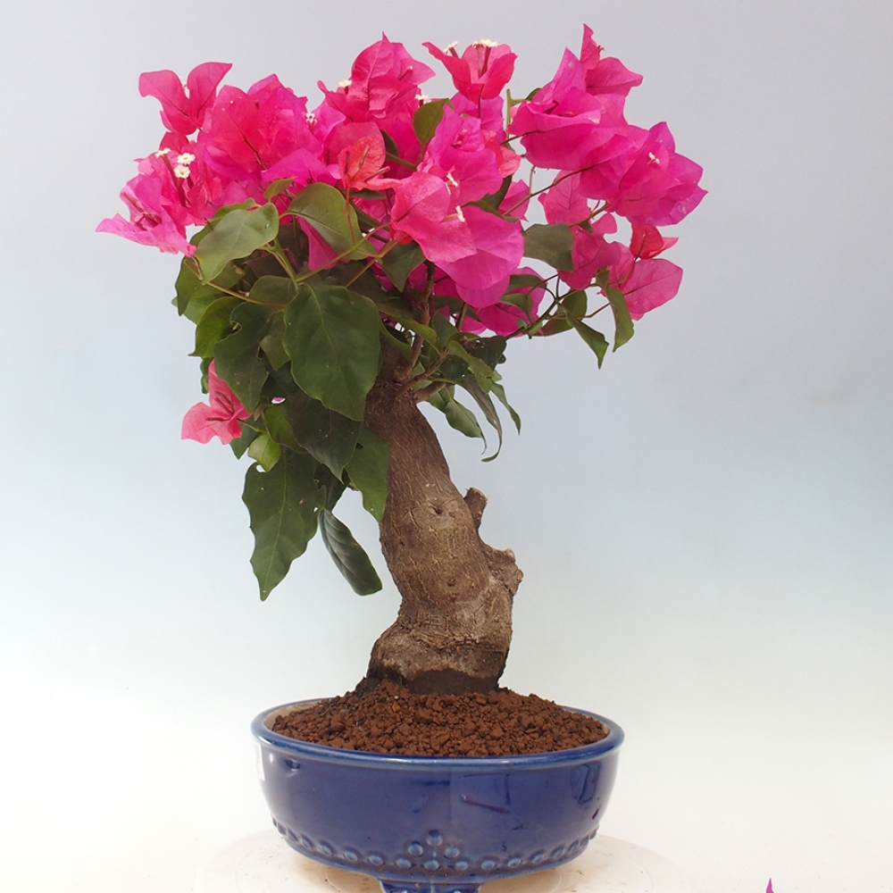 Indoor Bonsai - Bouganwilea