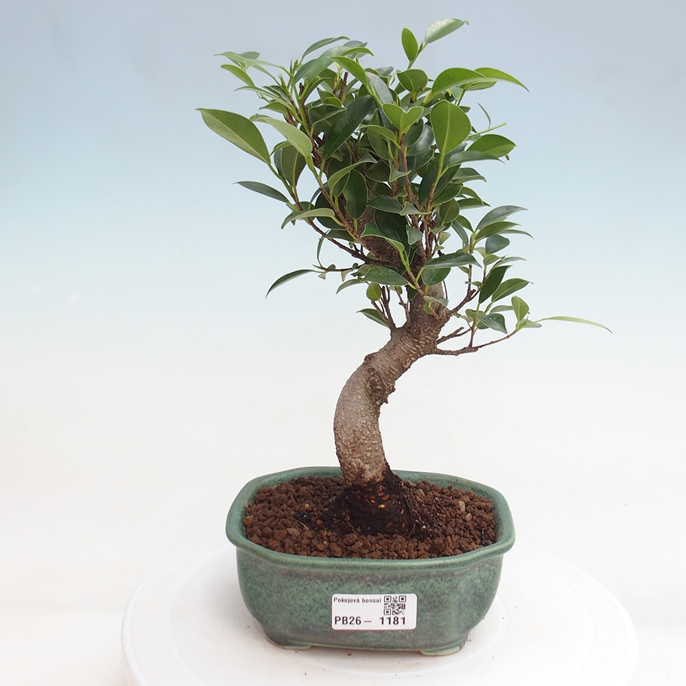 Zimmerbonsai - Ficus retusa - Kleinblättriger Ficus