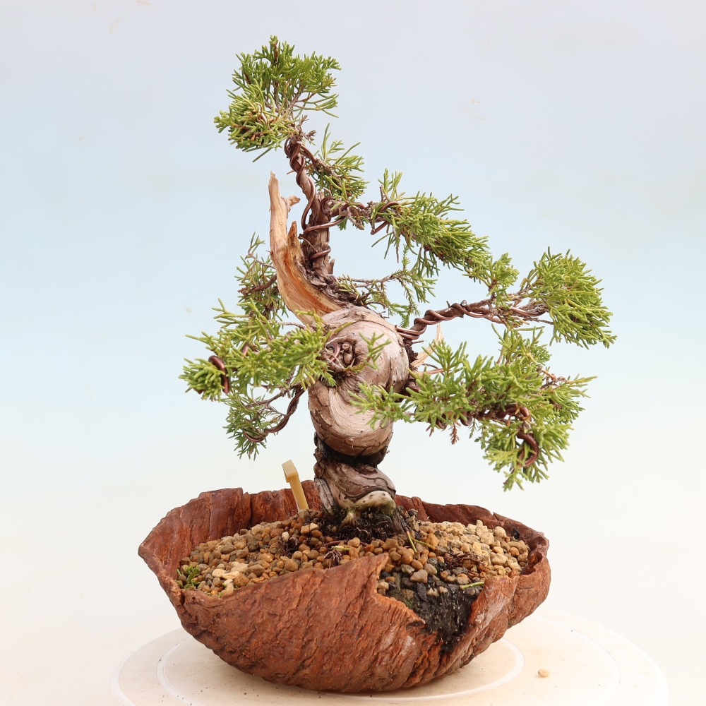 Bonsai für draußen - Juniperus chinensis Itoigawa-Juniperus chinensis