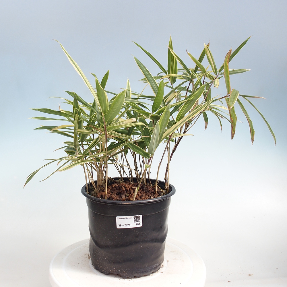 Bonsai für draußen - Sasaella masamuneana Albostriata - Bambus