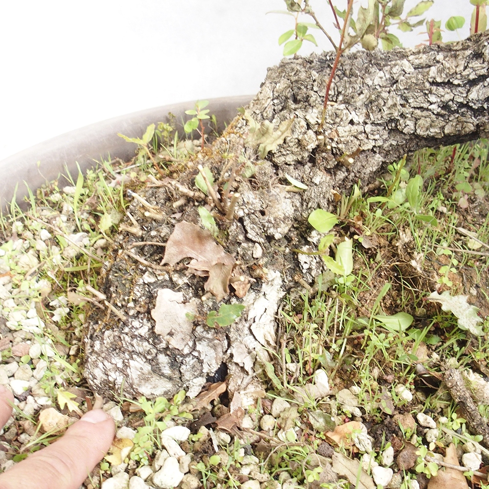 Freilandbonsai Quercus Cerris - Eiche Cer