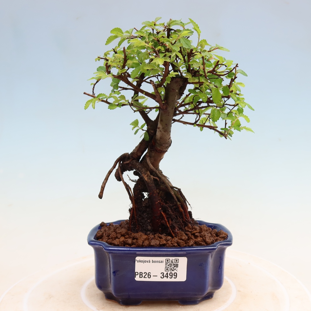 Zimmerbonsai - Ulmus parvifolia - Kleinblättrige Ulme