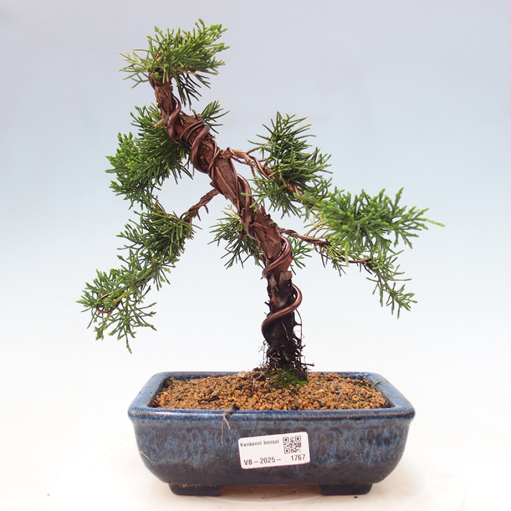 Bonsai im Freien - Juniperus chinensis Kishu - Chinesischer Wacholder