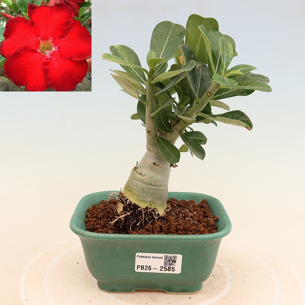 Zimmerbonsai – Adenium obesum „Red Star“ – Wüstenrose