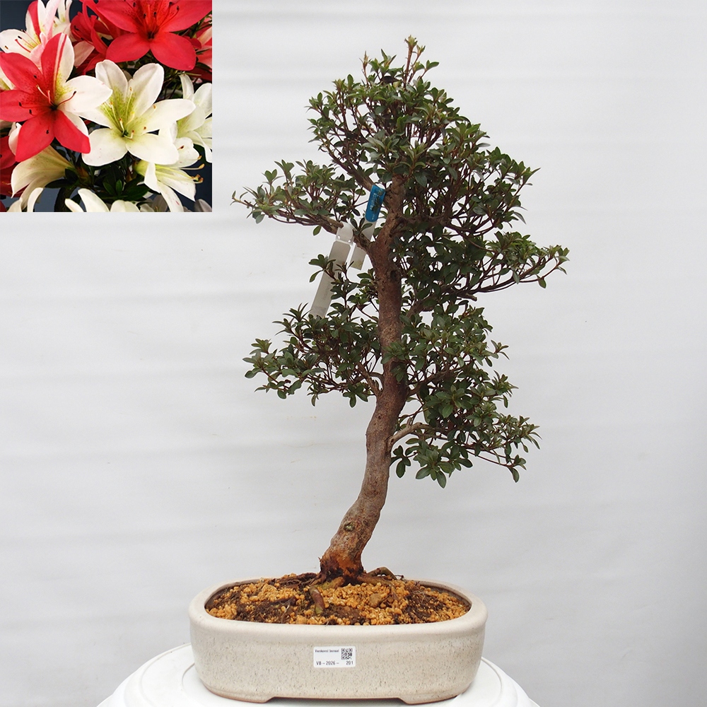 Bonsai für draußen - Japanische Azalee - Azalee Hanatsuzuri