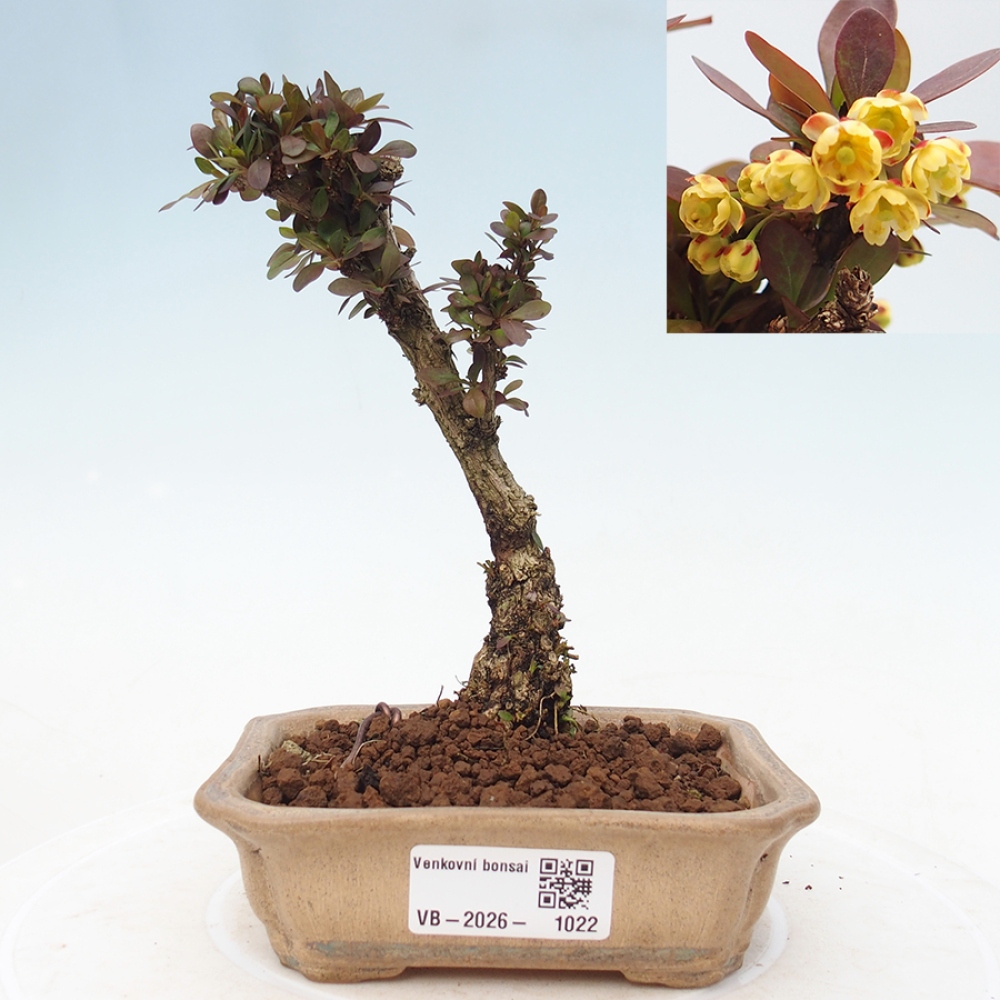 Bonsai für draußen - Berberis Thunbergii Bagatelle