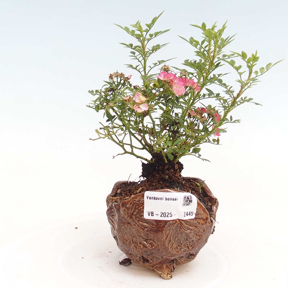 Bonsai im Freien - Rosa Cutie Pie - Rosen