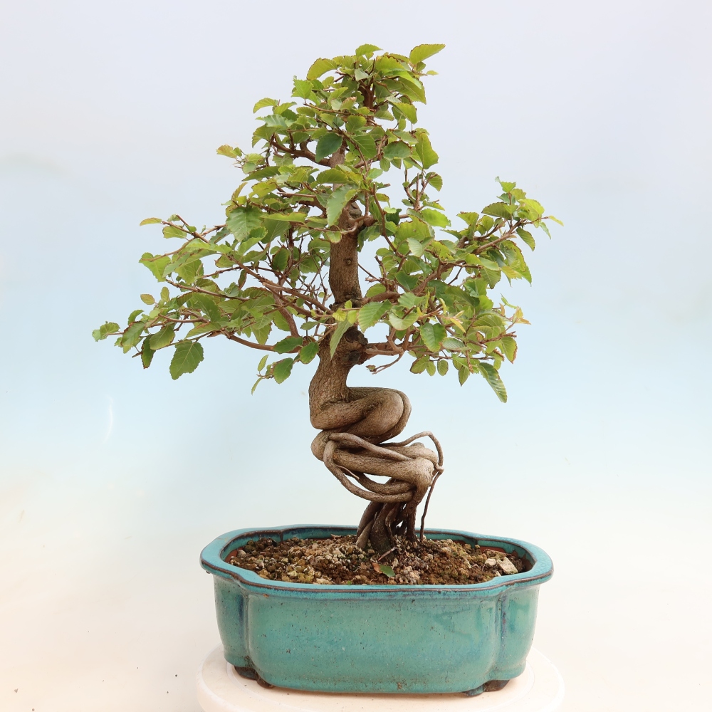 Bonsai für draußen -Carpinus CARPINOIDES - Koreanische Hainbuche
