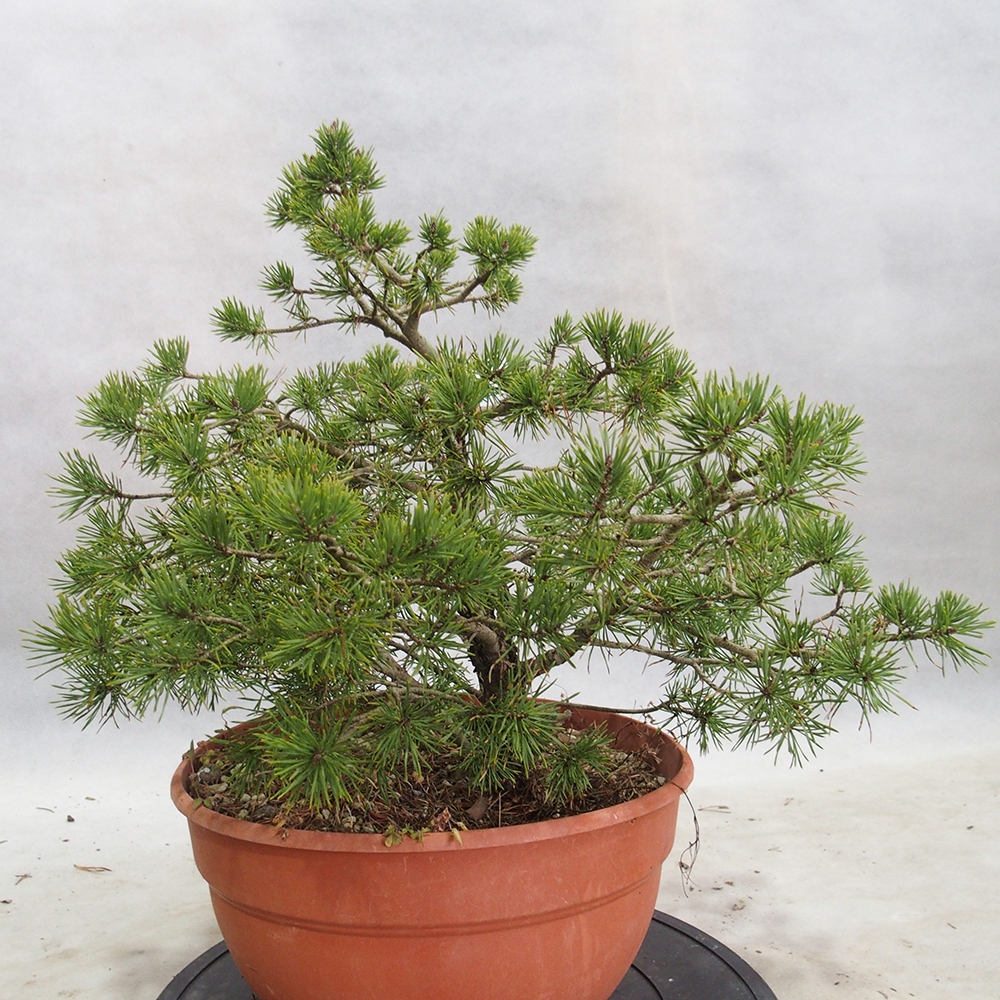 Yamadori - Pinus sylvestris 