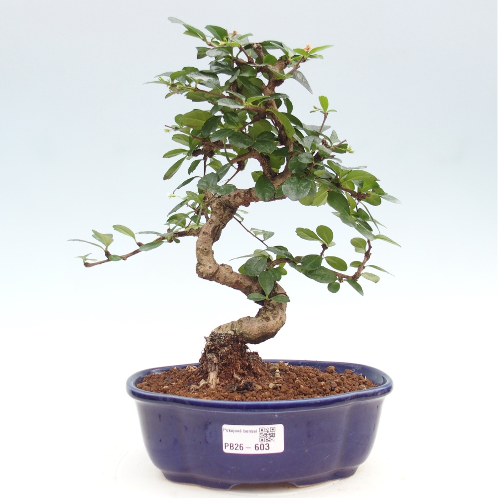 Zimmer-Bonsai - Carmona macrophylla - Tee-Fuki