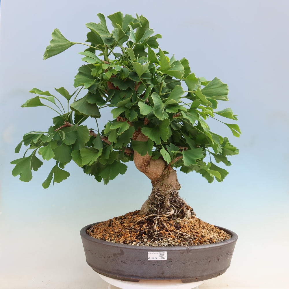 Bonsai für draußen - Ginkgo biloba - Ginkgo biloba