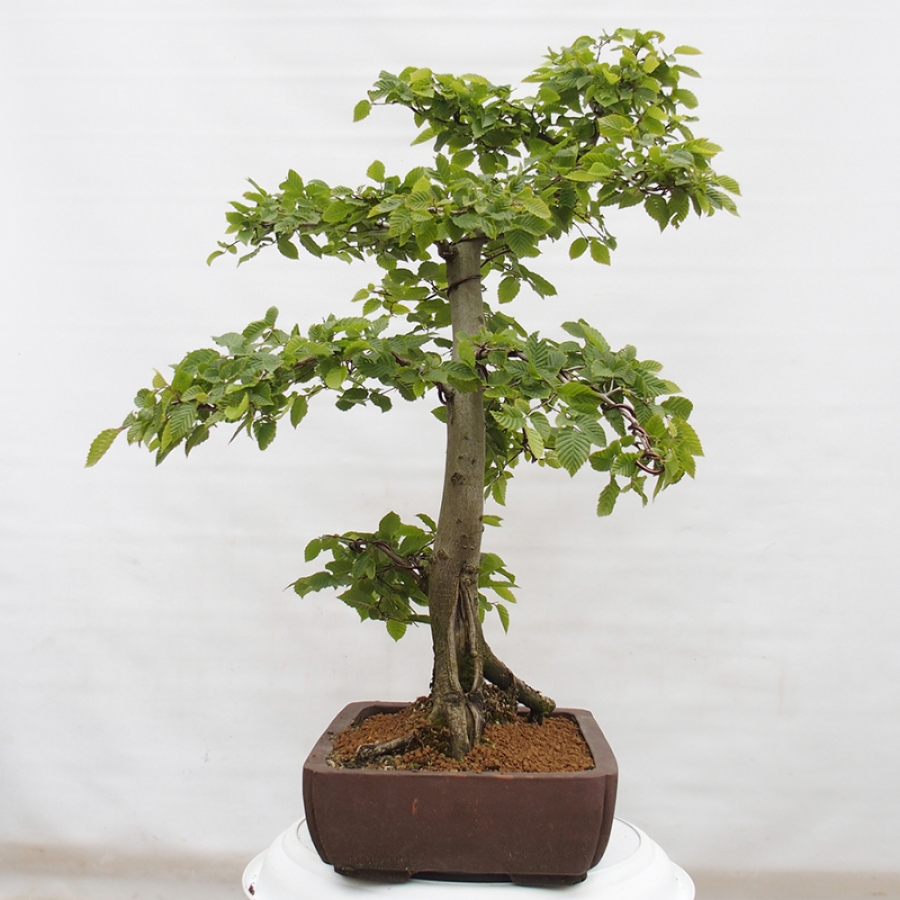 Bonsai im Freien - Hainbuche - Carpinus betulus