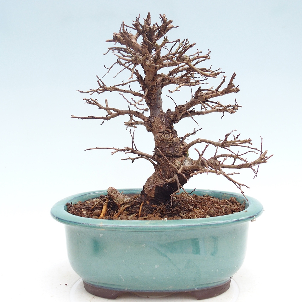 Bonsai für draußen - Zelkova - Zelkova NIRE