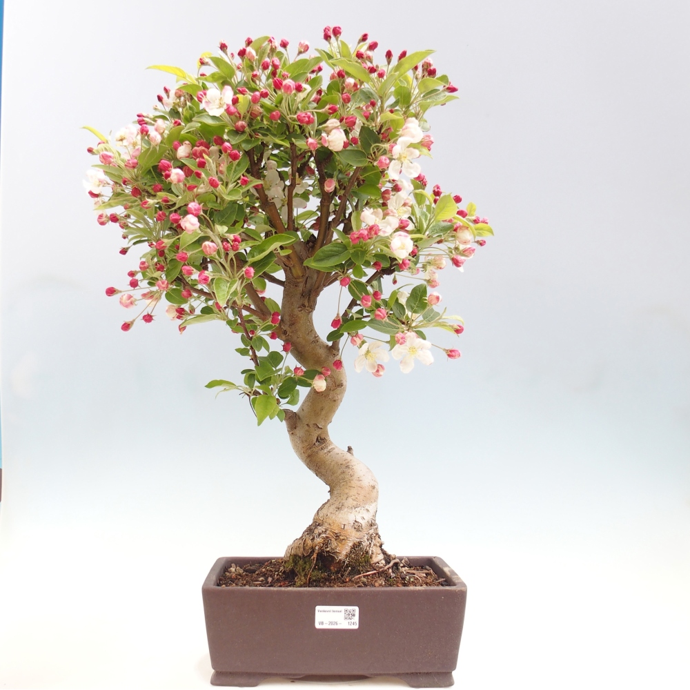 Outdoor-Bonsai -Malus halliana - Kleinfrüchtiger Apfelbaum