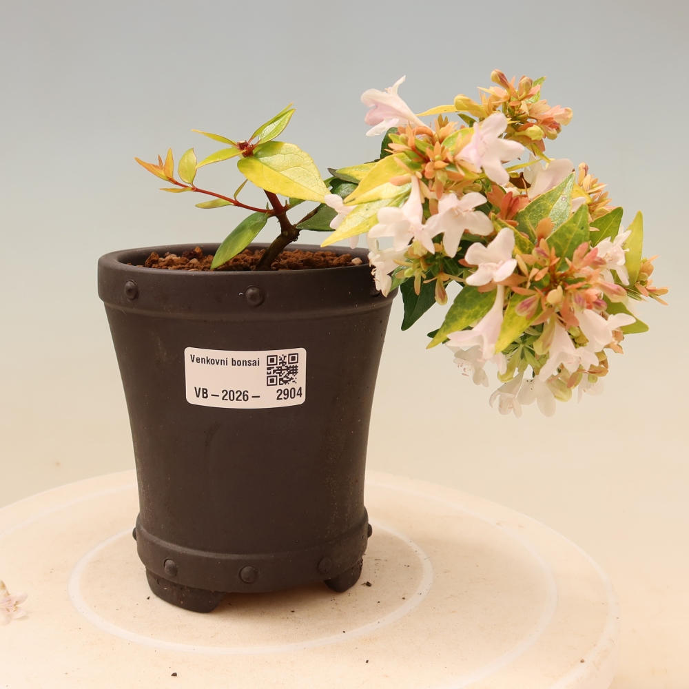Bonsai für den Außenbereich – Abelia gr. Kleidoscope – Großblumige Abelie